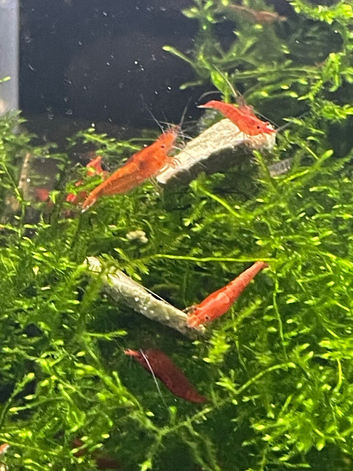 Neocardina shrimps