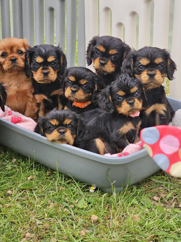 Cavalier King Charles Spaniel Puppies