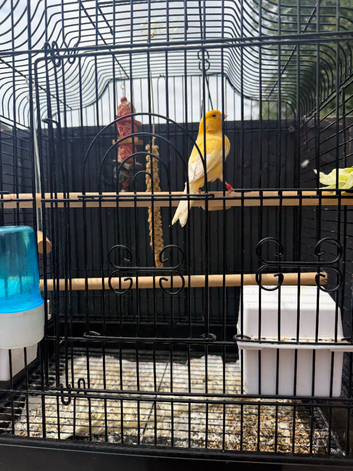 Male singer and cage