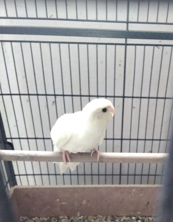 Cream Kakariki