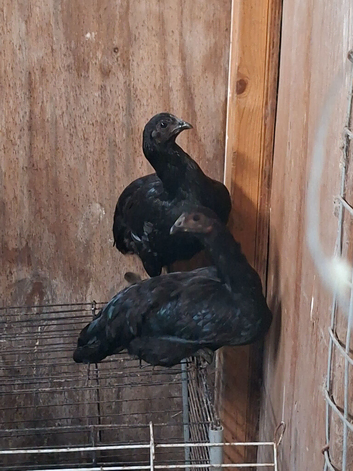 Indian game cross Ayam Cemani