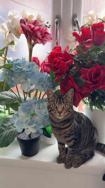 Beautiful Tabby Sisters Seeking Forever Homes
