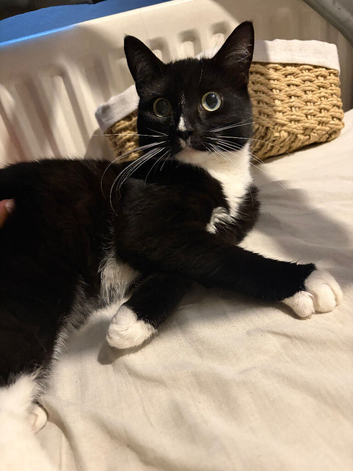 Cat for sale