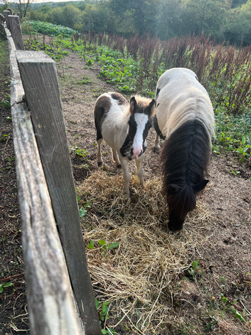 Cob cross colt foal