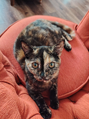 Mixed Breed female kitten Looking for a new home