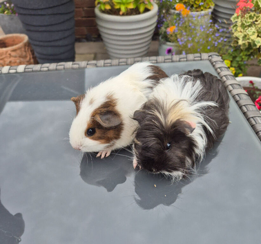 Baby Female Guinea Pigs Sheltie & Smooth Coats
