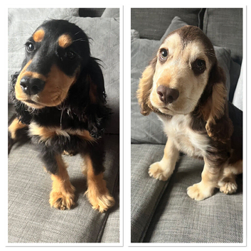 Show cocker spaniels 1 boy 1 girl fully vaccinated
