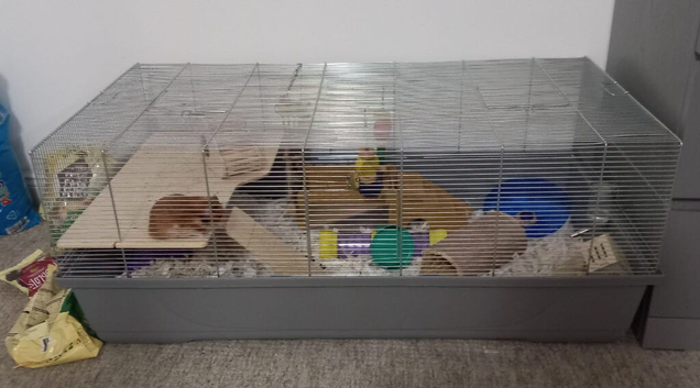 Female syrian hamster full set up 8 months old