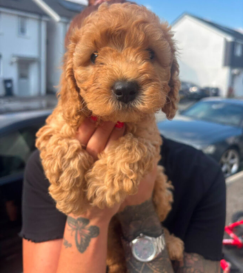 Cockapoo