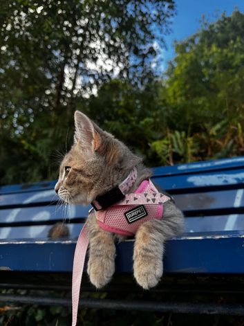 6 month old female kitten looking for new home