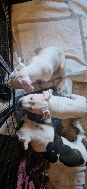 7 beautiful long-legged staffie pups