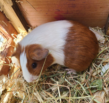 Guinea Pigs