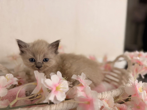 Beautiful Ragdoll kittens