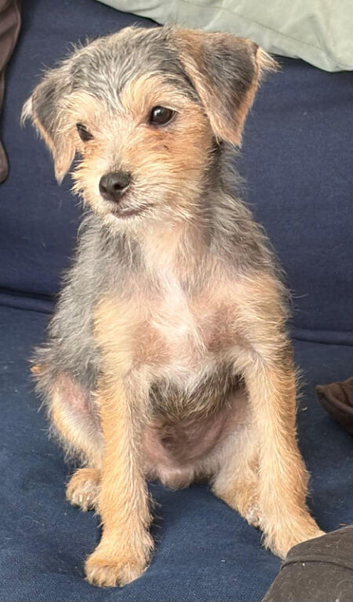 Yorkie cross jackapoo
