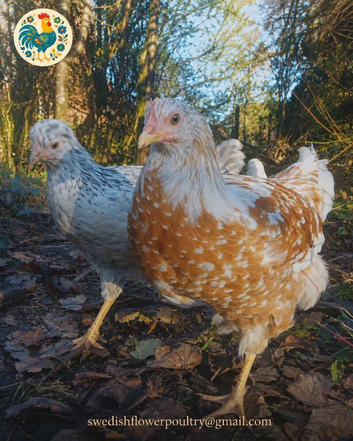 SWEDISH FLOWER HENS - RARE BREED