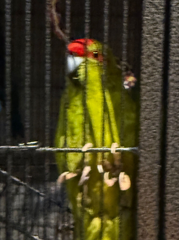 Bonded pair of kakarikis