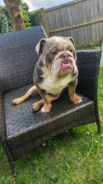 Stunning lilac and tan British  bulldog  for  stud
