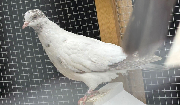 This years Pigeons for sale