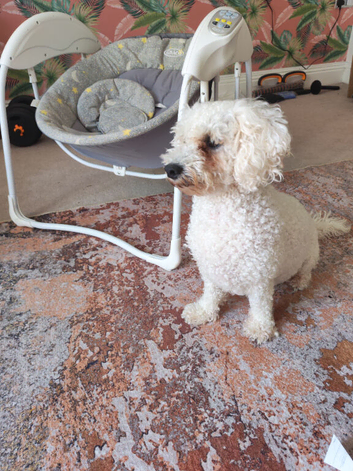 Female 2 and a half year old Bichon Frise