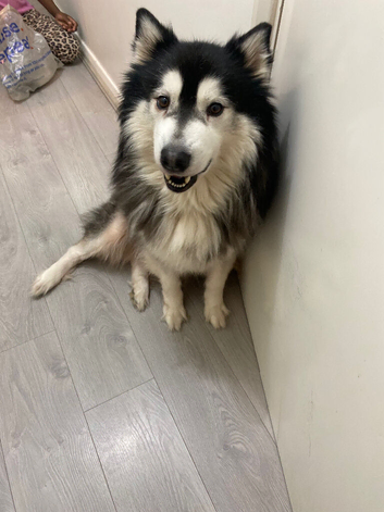 Husky for sell