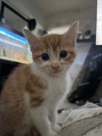 3sold 1 left ginger/white boy