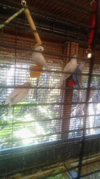 Baby budgies for sale.