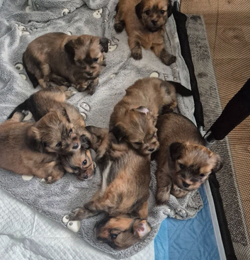 Lhasa Apso puppies
