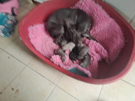 Health tested parents whippet puppies