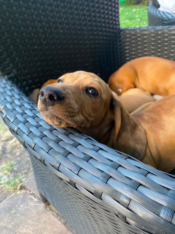 Dachshund  puppies for sale.