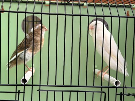 Persian canary pair this year birds