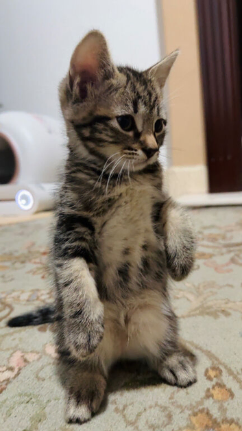One adorable kitten is Ready for Their Forever Homes!