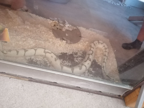 Male Fire spider python