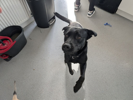 Wonderful energetic family dog
