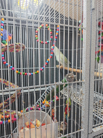 Indian ringneck