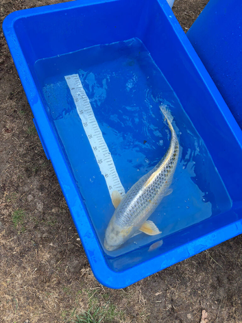 Pond closure. Loads of koi available