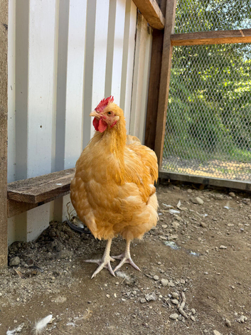 Young male buff orpington