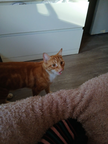 Need rehoming asap