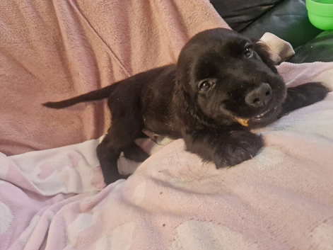 Here i have 1 cocker left for his forever home