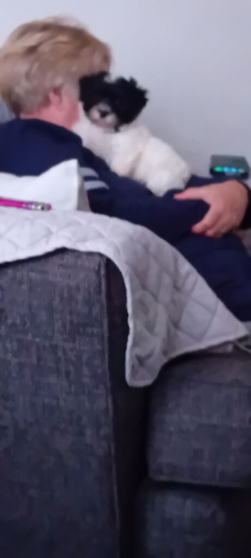 One male puppy