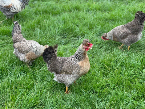 Cream Legbar Hatching Eggs