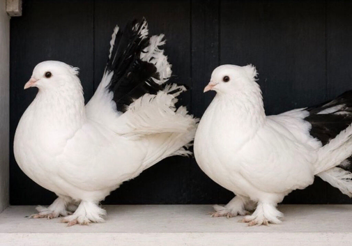 Indian fantais