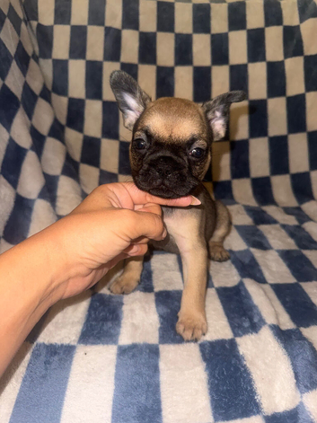 3/4 frenchies 1/4 pug