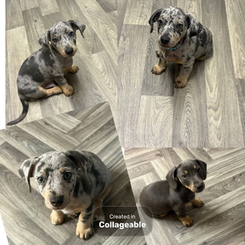 Ready for forever homes