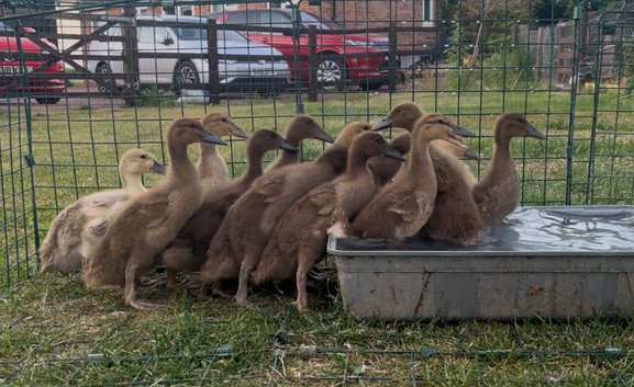 Khaki Campbell ducklings for sale