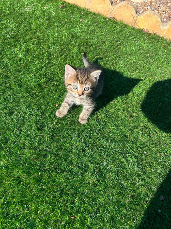 BSH mixed breed kittens
