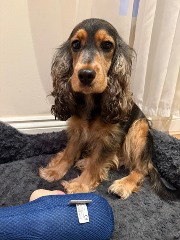 Show cocker spaniel in London