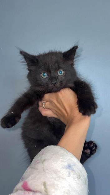 TWO LEFT! Maine coon kittens