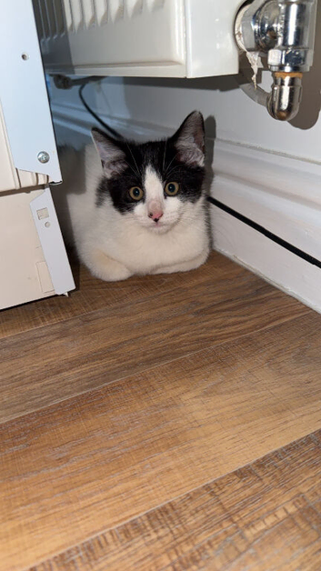 Male kitten