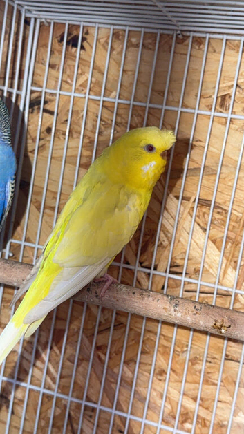 Pair of budgies