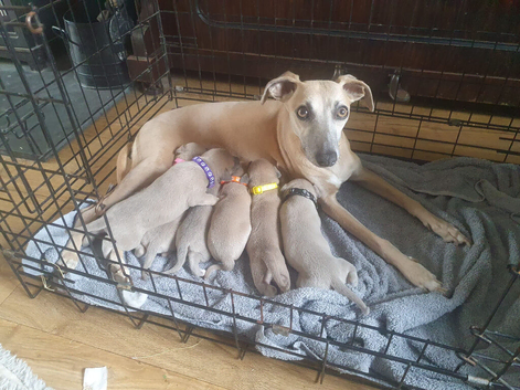 Kc registered blue fawn whippets